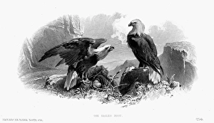 THE EAGLES NEST, 1870. American banknote engraving, c1870 THE EAGLES NEST, 1870. American banknote engraving, c1870