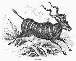 EAST AFRICA: KUDU. Tragelaphus imberbis. Line engraving, 19th century EAST AFRICA: KUDU. Tragelaphus imberbis. Line engraving, 19th century