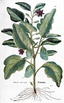 EGGPLANT, 1735. Eggplant (mala insana). Line engraving by Elizabeth Blackwell for her EGGPLANT, 1735. Eggplant (mala insana). Line engraving by Elizabeth Blackwell for her