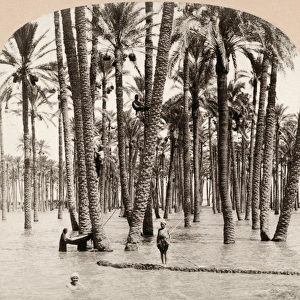 EGYPT: FLOOD, c1898. A flood of the Nile River in Cairo, Egypt. Stereograph, c1898 EGYPT: FLOOD, c1898. A flood of the Nile River in Cairo, Egypt. Stereograph, c1898