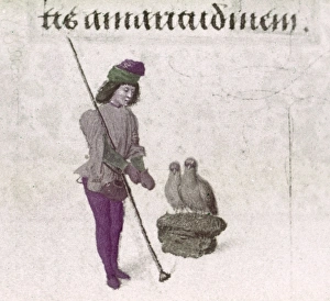 FALCONER, 15th CENTURY. A falconer pulling on gloves, with two falcons perched next to him FALCONER, 15th CENTURY. A falconer pulling on gloves, with two falcons perched next to him