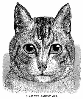 FAMILY CAT. Line engraving, 1869