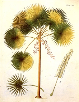 FAN PALM (Livistona rotundifolia). Colored engraving by P. Haas, from Friedrich Gottlieb Haynes Termini Botanici FAN PALM (Livistona rotundifolia). Colored engraving by P. Haas, from Friedrich Gottlieb Haynes Termini Botanici