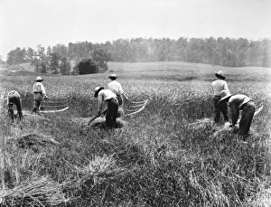 FARMING: CRADLE. American farmers harvesting grain with cradles while others gather FARMING: CRADLE. American farmers harvesting grain with cradles while others gather
