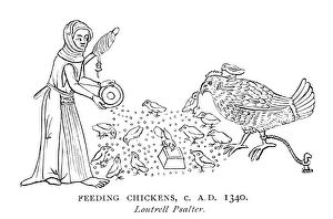 FEEDING CHICKENS. A woman feeding chickens FEEDING CHICKENS. A woman feeding chickens