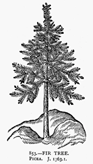 FIR TREE, 1633. Picea. Woodcut, English FIR TREE, 1633. Picea. Woodcut, English