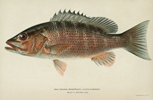 FISH: GRAY SNAPPER. Gray, or mangrove, snapper (Lutjanus griseus) FISH: GRAY SNAPPER. Gray, or mangrove, snapper (Lutjanus griseus)