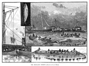 FISHING, 1882. The menhaden fishery. Engraving, 1882 FISHING, 1882. The menhaden fishery. Engraving, 1882