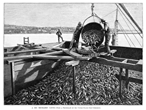 FISHING INDUSTRY, 1889. A big menhaden catch. Engraving, 1889 FISHING INDUSTRY, 1889. A big menhaden catch. Engraving, 1889