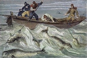 FISHING FOR NARWHALS. Line engraving, 19th century FISHING FOR NARWHALS. Line engraving, 19th century