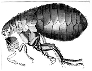 FLEA. Copper engraving, French, 18th century FLEA. Copper engraving, French, 18th century