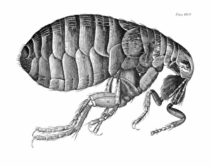 A flea, as seen by Robert Hooke with his microscope. Copper engraving from Hookes A flea, as seen by Robert Hooke with his microscope. Copper engraving from Hookes