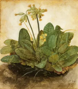 Albrecht Durer Prints: Albrecht Durer's Print: A Tuft of Cowslips on Vellum