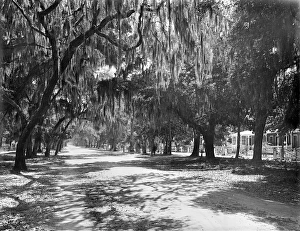 FLORIDA: DAYTONA, c1901. Ridgewood Avenue, lined with trees and Spanish moss, in Daytona FLORIDA: DAYTONA, c1901. Ridgewood Avenue, lined with trees and Spanish moss, in Daytona