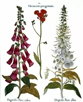 FOXGLOVE AND HAWKWEED. From left to right: common pink foxglove (digitalis flore rubro)