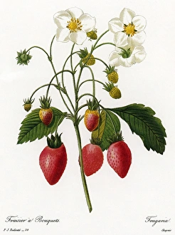 (Fragaria). Engraving after a painting by Pierre Joseph RedoutÃÂ (Fragaria). Engraving after a painting by Pierre Joseph RedoutÃÂ