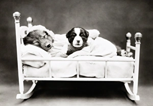 FREES: DOG, c1914. When bedtime comes. Photograph by Harry Whittier Frees, c1914 FREES: DOG, c1914. When bedtime comes. Photograph by Harry Whittier Frees, c1914