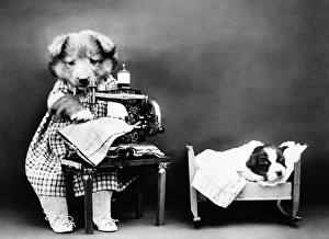 FREES: DOG, c1914. Making babys clothes. Photograph by Harry Whittier Frees, c1914 FREES: DOG, c1914. Making babys clothes. Photograph by Harry Whittier Frees, c1914