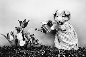 FREES: DOG, c1914. Watering the flowers. Photograph by Harry Whittier Frees, c1914 FREES: DOG, c1914. Watering the flowers. Photograph by Harry Whittier Frees, c1914