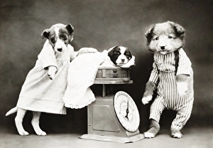 FREES: DOG, c1914. Weighing the baby. Photograph by Harry Whittier Frees, c1914 FREES: DOG, c1914. Weighing the baby. Photograph by Harry Whittier Frees, c1914