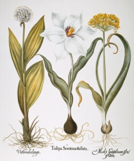 GARLIC, 1613. Great Mountain Garlic (Allium victorialis) GARLIC, 1613. Great Mountain Garlic (Allium victorialis)
