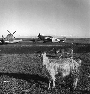 Goats on the runway at an airfield in Ramitelli, Italy. Photograph by Toni Frissell Goats on the runway at an airfield in Ramitelli, Italy. Photograph by Toni Frissell