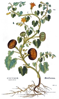 GOURD, 1735. Gourd (cucumis marinus). Engraving by Elizabeth Blackwell from her book A GOURD, 1735. Gourd (cucumis marinus). Engraving by Elizabeth Blackwell from her book A