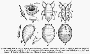 GRAPE PHYLLOXERA. Pest to grapevines, originally native to eastern North American GRAPE PHYLLOXERA. Pest to grapevines, originally native to eastern North American