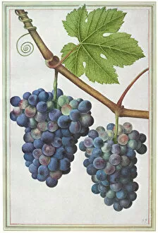 Grape-vine. Watercolor, Jacques Le Moyne de Morgues, c1585