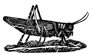 GRASSHOPPER. Woodcut by Thomas Bewick, early 19th century GRASSHOPPER. Woodcut by Thomas Bewick, early 19th century
