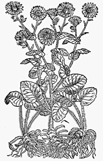 GREAT LEOPARD'S BANE. Doronicum pardalianches. Woodcut from John Gerards Herball GREAT LEOPARD'S BANE. Doronicum pardalianches. Woodcut from John Gerards Herball