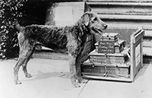 HARDING: LADDIE BOY, 1922. Laddie Boy, the pet dog of President Warren G. Harding HARDING: LADDIE BOY, 1922. Laddie Boy, the pet dog of President Warren G. Harding