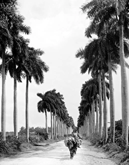 HAVANA: PALM TREES, c1900. Avenue of the Palms in Havana, Cuba. Photograph, c1900 HAVANA: PALM TREES, c1900. Avenue of the Palms in Havana, Cuba. Photograph, c1900