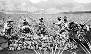 HAWAII: PINEAPPLE HARVEST. Farmers on a pineapple plantation in Hawaii, early 20th century