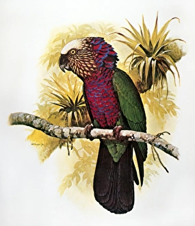 HAWK-HEADED PARROT (Deroptyus accipitrinus), indigenous to the Amazon Basin HAWK-HEADED PARROT (Deroptyus accipitrinus), indigenous to the Amazon Basin
