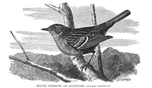 HEDGE SPARROW. Accentor modularius. Wood engraving, 19th century HEDGE SPARROW. Accentor modularius. Wood engraving, 19th century
