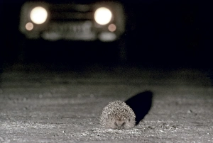 A HEDGEHOG (Erinaceus europaeus) in the path of an on-coming car A HEDGEHOG (Erinaceus europaeus) in the path of an on-coming car
