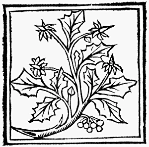 HOLLY, 1503. Woodcut from Macer Floridus De Viribus Herbarum, 1503 HOLLY, 1503. Woodcut from Macer Floridus De Viribus Herbarum, 1503
