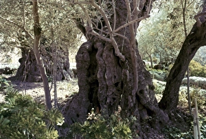 HOLY LAND: JERUSALEM. Christian Jerusalem. Garden of Gethsemane, ancient olive trees HOLY LAND: JERUSALEM. Christian Jerusalem. Garden of Gethsemane, ancient olive trees