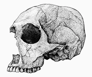 Lake Turkana National Parks Collection: HOMO SAPIENS. Skull specimen found at Koobi Fora on the east side of Lake Turkana, Kenya
