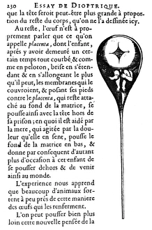 Homunculus depicted inside human sperm. Woodcut from the 17th century Dutch microsopist Homunculus depicted inside human sperm. Woodcut from the 17th century Dutch microsopist