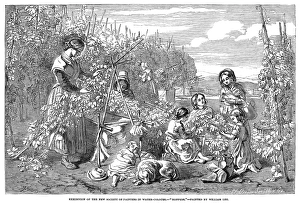 HOP PICKERS, 1851. A family of hop pickers. Wood engraving after a painting by William Lee HOP PICKERS, 1851. A family of hop pickers. Wood engraving after a painting by William Lee