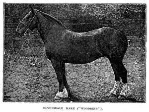 HORSE. Woodbine, a Clydesdale mare. Wood engraving, late 19th century HORSE. Woodbine, a Clydesdale mare. Wood engraving, late 19th century