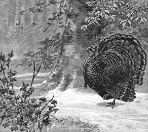 Thanksgiving Gallery: HUNTING: WILD TURKEY, 1886. Hunting the wild turkey - The love-sick gobbler lured to ruin