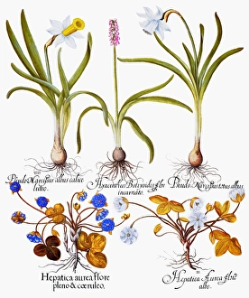 IIII: White narcissus with yellow trumpet, I: Double-flowered blue hepatica IIII: White narcissus with yellow trumpet, I: Double-flowered blue hepatica