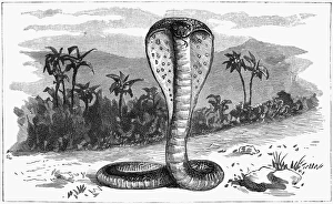 INDIA: SNAKE, 1887. A cobra in India. Wood engraving, English, 1887 INDIA: SNAKE, 1887. A cobra in India. Wood engraving, English, 1887