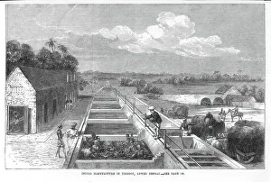 INDIGO MANUFACTURE, 1869. In Tirhoot, Lower Bengal; wood engraving, English, 1869 INDIGO MANUFACTURE, 1869. In Tirhoot, Lower Bengal; wood engraving, English, 1869