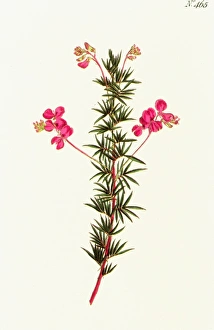INDIGO PLANT. Indigofera angustifolia, or narrow-leaved indigo: engraving, English, 1799 INDIGO PLANT. Indigofera angustifolia, or narrow-leaved indigo: engraving, English, 1799