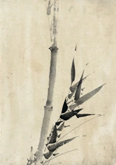 Ink wash drawing of bamboo on handmade paper by Hokusai Katsushika, c1830-1850 Ink wash drawing of bamboo on handmade paper by Hokusai Katsushika, c1830-1850