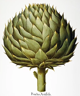 Italian artichoke head (Cynara scolymus): engraving from Basilius Beslers Florilegium Italian artichoke head (Cynara scolymus): engraving from Basilius Beslers Florilegium